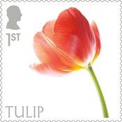 Tulip