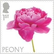Peony