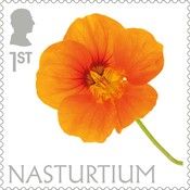 Nasturtium