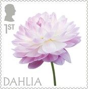 Dahlia