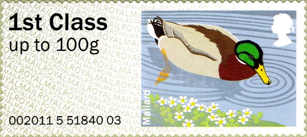 Mallard (Anas platyrhynchos)