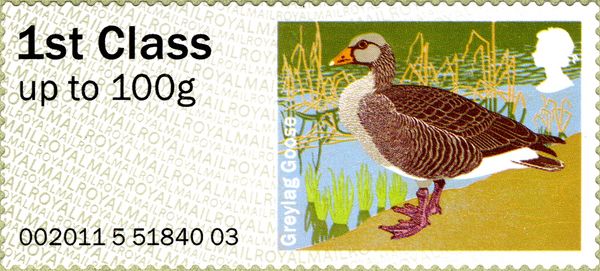 Greylag Goose (Anser anser)