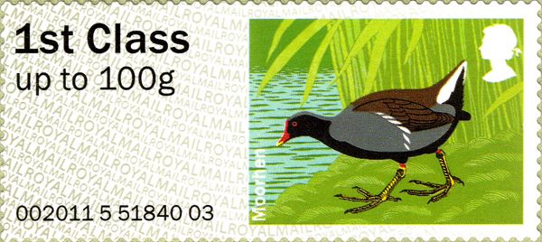 Eurasian Moorhen (Gallinula chloropus)