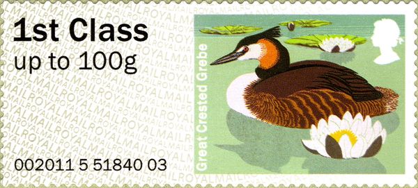 Great Crested Grebe (Podiceps cristatus)