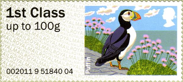 Atlantic Puffin (Fratercula arctica)