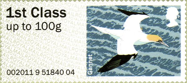 Northern Gannet (Morus bassanus)