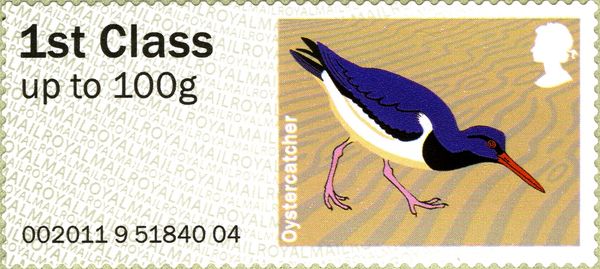 Eurasian Oystercatcher (Haematopus ostralegus)