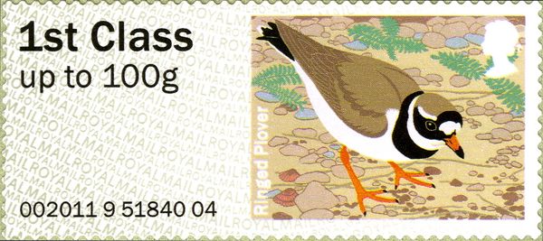 Common Ringed-Plover (Charadrius hiaticula)
