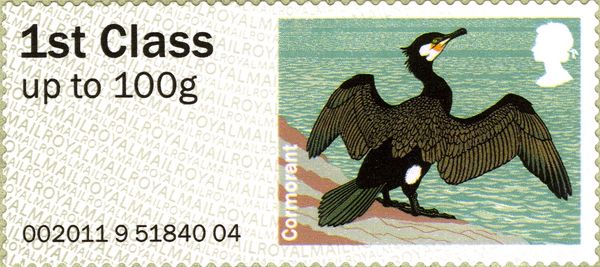 Great Cormorant (Phalacrocorax carbo)