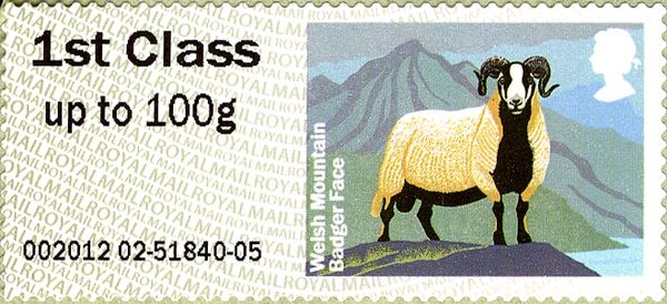 Welsh Mountain Sheep (Ovis ammon aries)