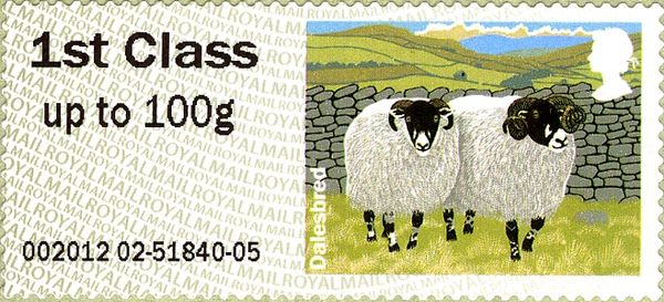 Dalesbred Sheep (Ovis ammon aries)