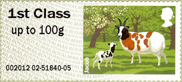 Jacob Sheep (Ovis ammon aries)