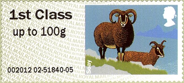 Soay Sheep (Ovis ammon aries)