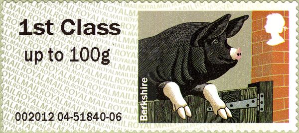 Berkshire Pig (Sus scrofa domestica)