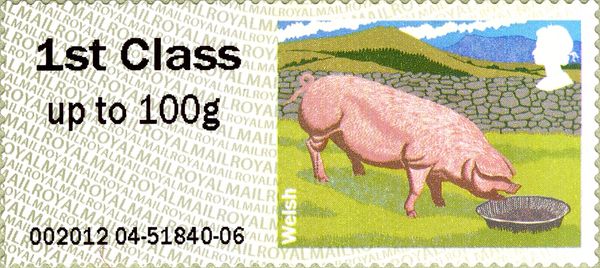 Welsh Pig (Sus scrofa domestica)