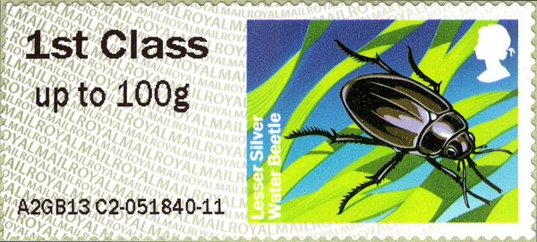 Lesser Silver Water Beetle (Hydrochara caraboides)