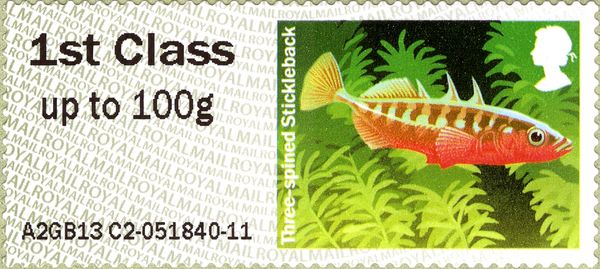 Three-spined Stickleback (Gasterosteus aculeatus)