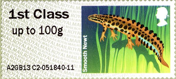 Smooth Newt (Lissotriton vulgaris) 