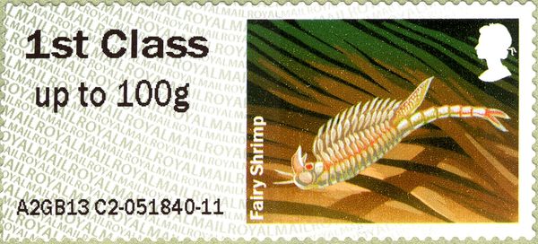 Fairy Shrimp (Chirocephalus diaphanus)