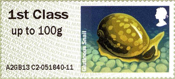 Glutinous Snail (Myxas glutinosa)