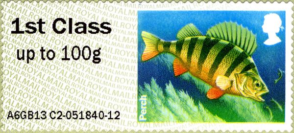 European Perch (Perca fluviatilis)