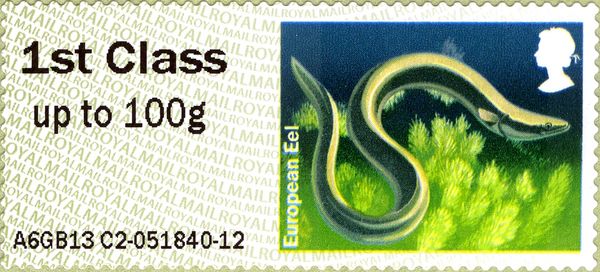 European Eel (Anguilla anguilla)