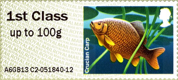 Crucian Carp (Carassius carassius)