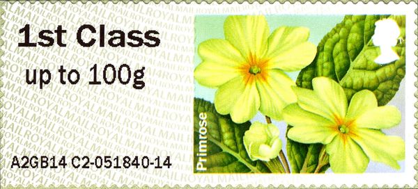 Primrose MA14
