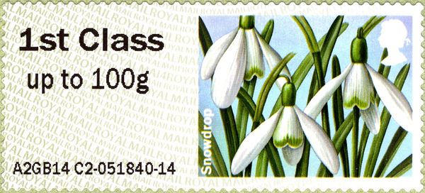 Snowdrop MA14