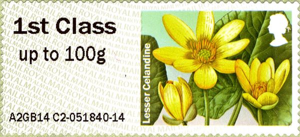 Lesser Celandine MA14