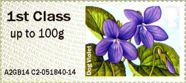 Dog Violet MA14