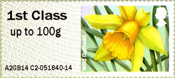 Wild Daffodil MA14