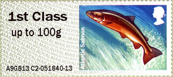 Atlantic Salmon (Salmo salar)