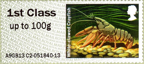 White-clawed Crayfish (Austropotamobius pallipes)