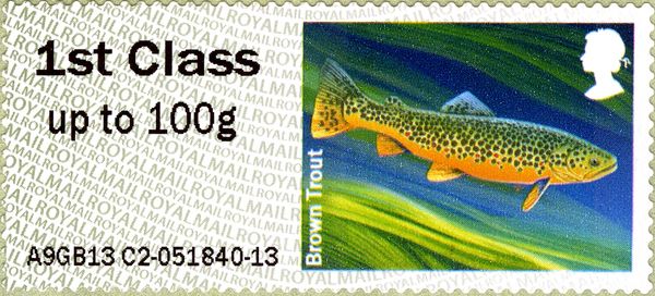 Brown Trout (Salmo trutta)