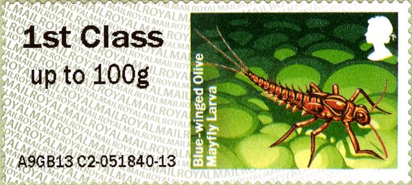 Blue-winged Olive Mayfly Larva (Serratella ignita)