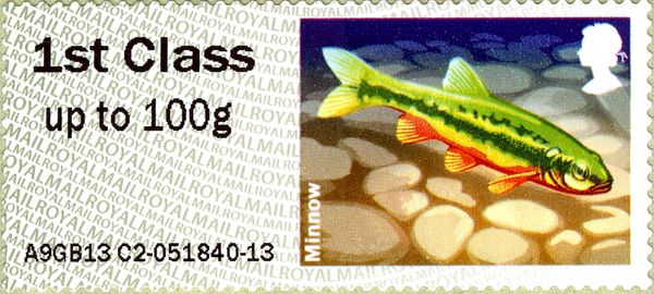 Eurasian Minnow (Phoxinus phoxinus)