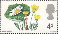 Leucanthemum vulgare Tussilago farfara Ranunculus acris