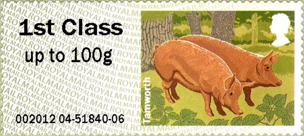 Tamworth (Sus scrofa domestica)