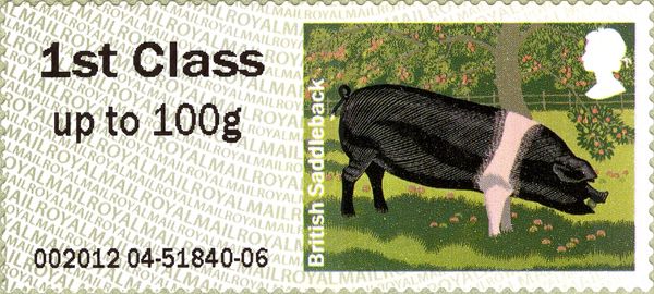 British Saddleback Pig (Sus scrofa domestica)