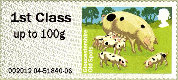 Gloucestershire Old Spots (Sus scrofa domestica)