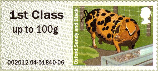 Oxford Sandy & Black Pig (Sus scrofa domestica)