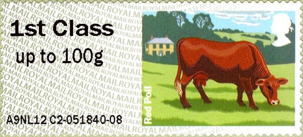 Red Poll (Bos primigenius taurus)