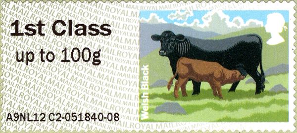 Welsh Black (Bos primigenius taurus)