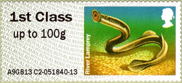 River Lamprey (Lampetra fluviatilis)