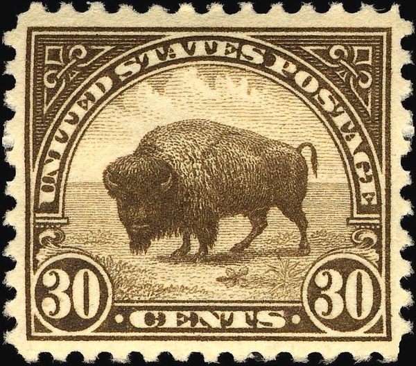 American Bison (Bos bison)