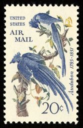 Black-throated Magpie-jay (Calocitta colliei), Audubon