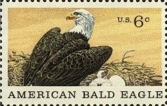 Bald Eagle (Haliaeetus leucocephalus)