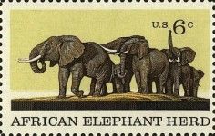 African Elephant (Loxodonta africana)