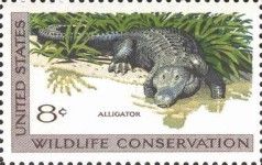 American Alligator (Alligator mississippiensis)